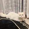 humairah_ah
