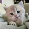 ckliwyzolw