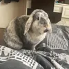 poppy_flemonso7