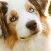 petshop_cute08