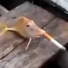 bbqsauceonmyylttl3ss