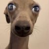 ragmutt37