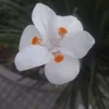 silviajhara6
