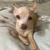 brunodabrat