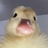 dumbashmf