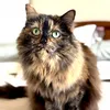 chaithecat1