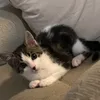 benditalarata