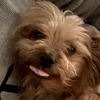 bellabesilly