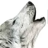 wild wolf