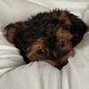 pookatheyorkiepoo