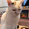 imgriffin17