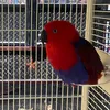 mbd_cherry
