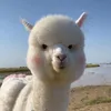 tolataos