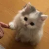 chuurr0xx__