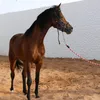 khalidhammad