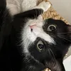 breadballs_