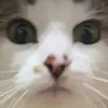 katiedeanjellybean