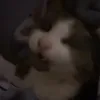nanixxvc