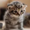 cat12314