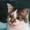 gwen_cln01