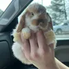 cinnabunspage