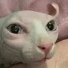 sydneykdai