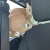 chickenlittlechick