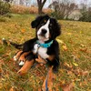 waylon_theberner