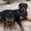 Zeiders & Capone