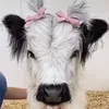cowswithbows