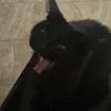 dmcastaneda