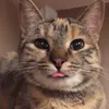 petpage
