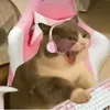 skaiibexr