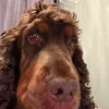 ktpizza