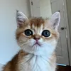 baddestkittyontheblock