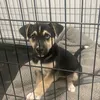 bobocheefus