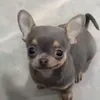 azcrak