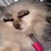 urfavscorpgf_