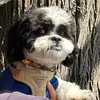 carinotheshihtzu