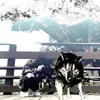 blxxdletter