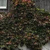 _nuvelle.ch_