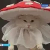 .shroom2