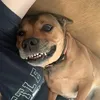 lunathepittie