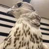 الـرويس 🦅