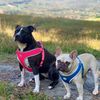 🐾Maya and Rocky🐾