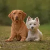 westielab_life