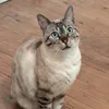 uta.le.chat