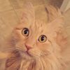 jjthecatlady