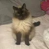 max.the.kittycat2