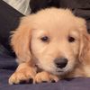 morgank_adair